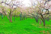 Демирказык сад яблоневый